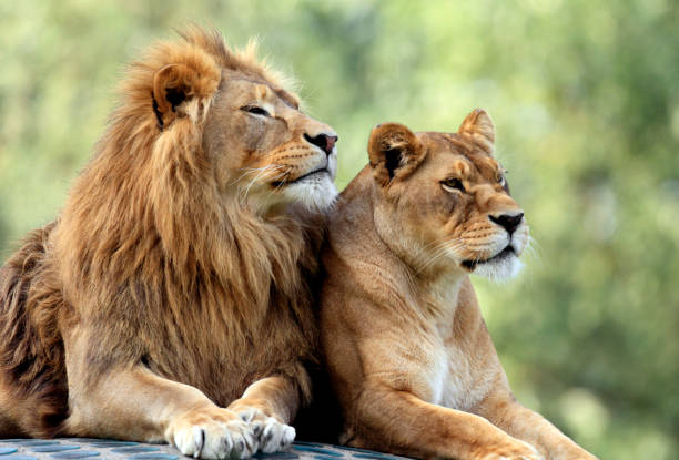 Pair of adult Lions in zoological garden Couple of adult Lions - male and female - resting peacefully zoo stock pictures, royalty-free photos & images