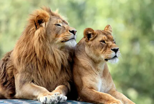 Couple of adult Lions - male and female - resting peacefully