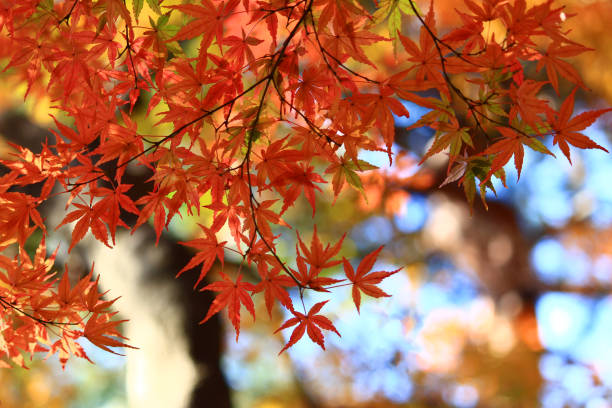 foglie d'acero colorate di rosso - vibrant color horizontal japan branch foto e immagini stock