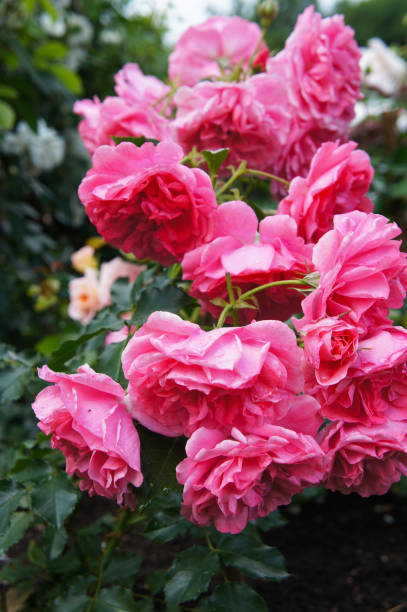 istock Climbing roses pink cloud flowers 1027491514