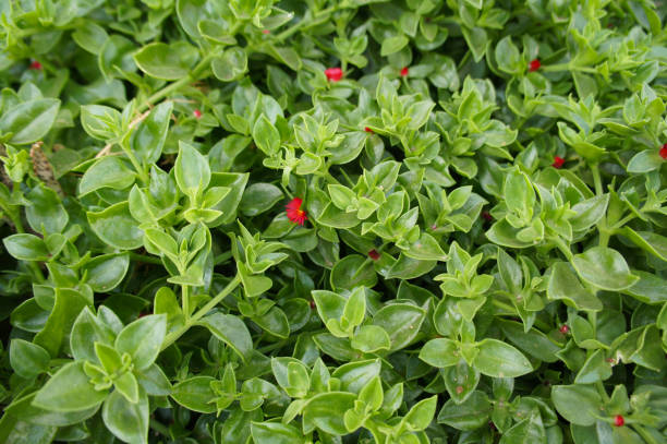 Aptenia cordifolia or heartleaf iceplant or baby sun rose green plant Aptenia cordifolia or heartleaf iceplant or baby sun rose green plant heartleaf iceplant aptenia cordifolia stock pictures, royalty-free photos & images