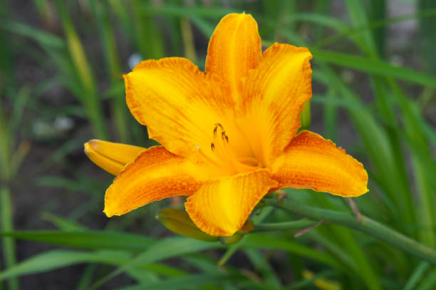 istock Hemerocallis lilioasphodelus yellow daylily flower head 1027491524
