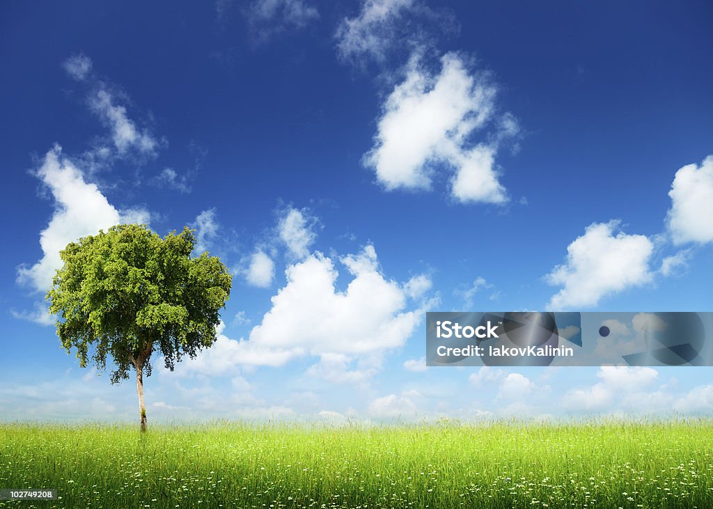 Campo de hierba y el árbol - Foto de stock de Aire libre libre de derechos