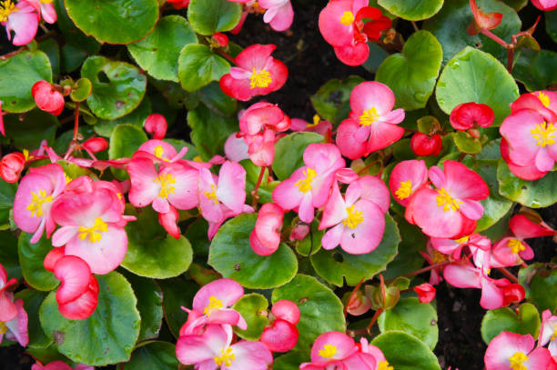 istock Begonia semperflorens red plant background 1027493954
