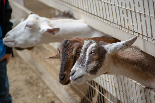 Goats In Half Moon Bay stock photo