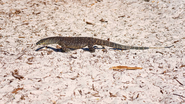 goanna lagarto em sandy beach - lizard landscape desert australia - fotografias e filmes do acervo