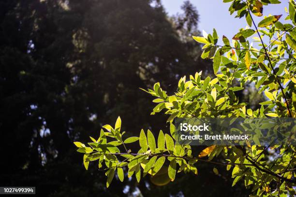 Meir Woods At Golden Hour Stock Photo - Download Image Now - Backgrounds, Beauty In Nature, Branch - Plant Part