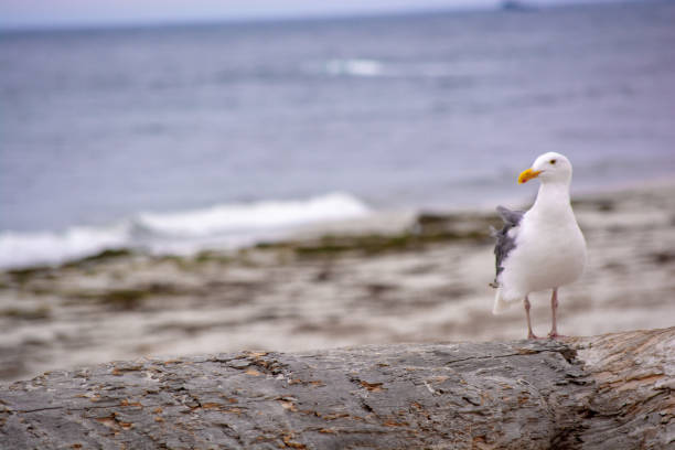 Bird in Monterey stock photo