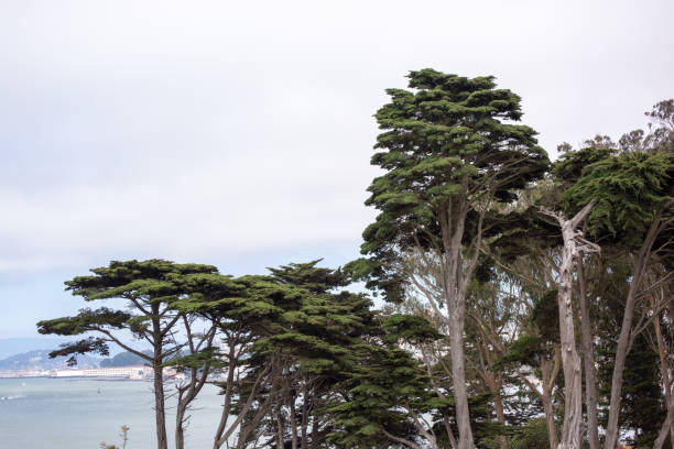 Trees Outside of Alcatraz stock photo