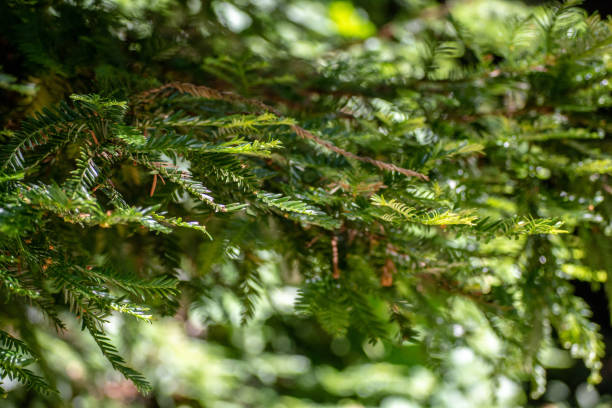 Pine Trees In Monterey stock photo