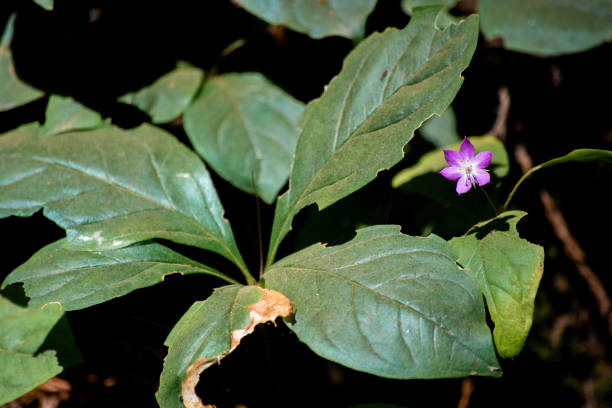 Purple Flower in Green Field stock photo
