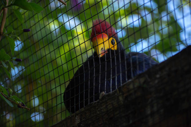 Colorful Bird at the Palo Alto Zoo stock photo