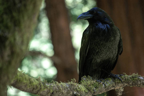 Blackbird in Nature stock photo