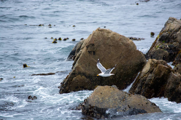 Seagull Flying Over Monterey stock photo