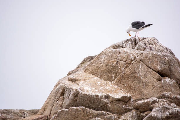 Seagulls in Monterey stock photo