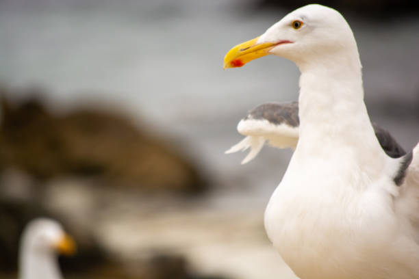 Up-Close with the Seagulls of Pebble Beach stock photo