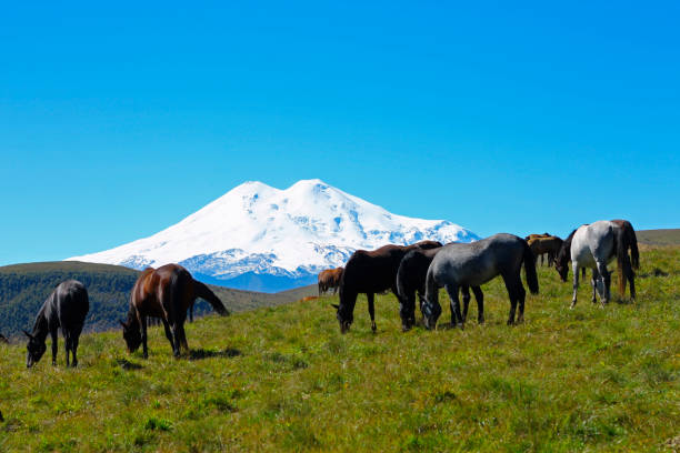 istock Horses on the summer autumn caucasus meadow 1027502186