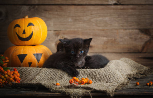 istock black little cat with halloween pumpkins 1027507178
