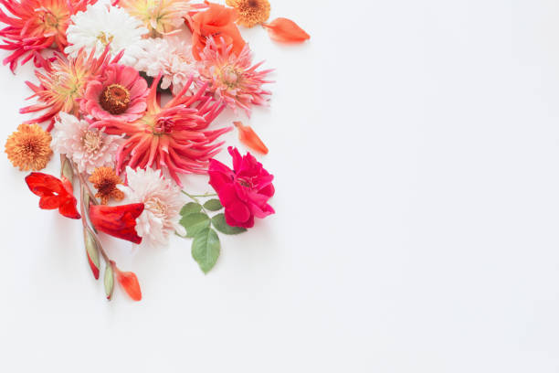 istock autumn flowers on white background 1027507214