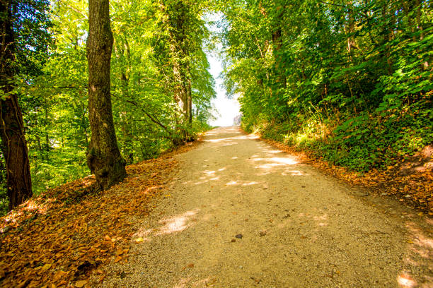 Forest in autumn with way