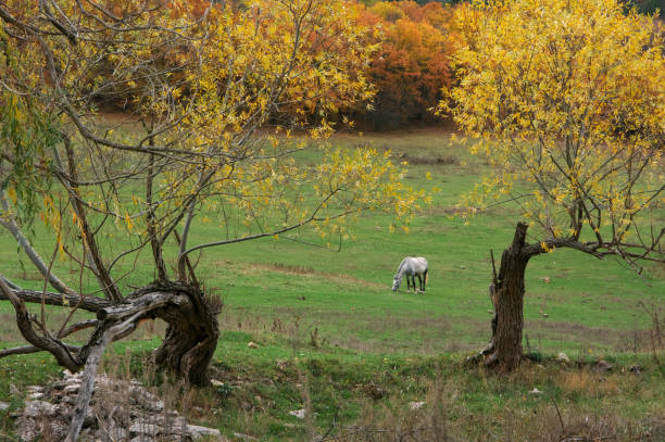 istock Grazing horse on meadow 1027513362