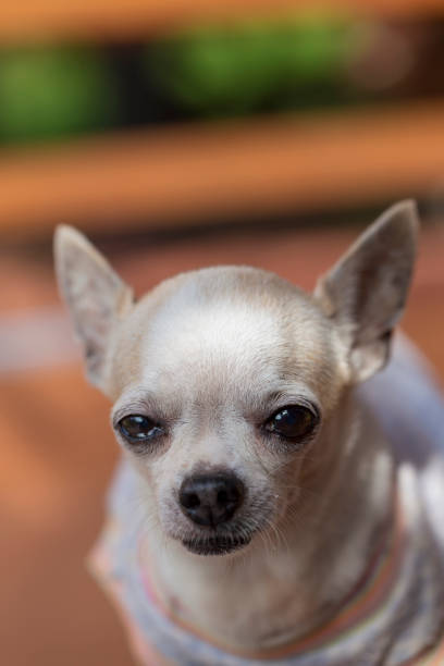 istock Small cute chihuahua dog 1027513494
