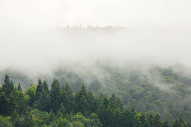 istock Fog over mountains covered with woods, natural outdoor background 1027513546