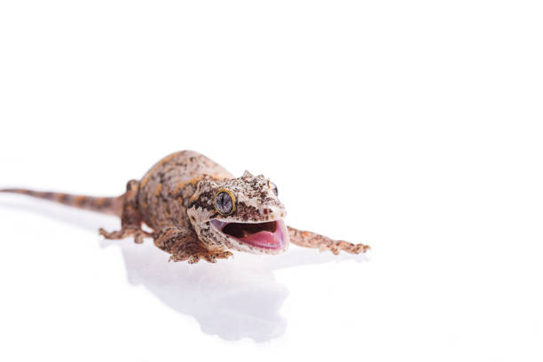 istock Aggressive Gargoyle Gecko on white background 1027516984