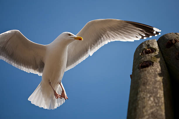 istock Seagull and a pile to land on 102751744