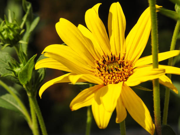 istock Yellow fresh flower closeup 1027517450