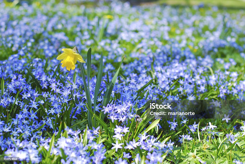 Żółty Narcissus i bluebells - Zbiór zdjęć royalty-free (Bez ludzi)