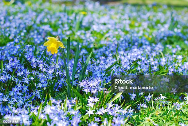 Żółty Narcissus I Bluebells - zdjęcia stockowe i więcej obrazów Bez ludzi - Bez ludzi, Botanika, Fotografika