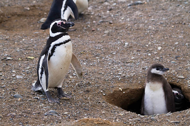 istock Magellanic Penguin and Baby 102751893
