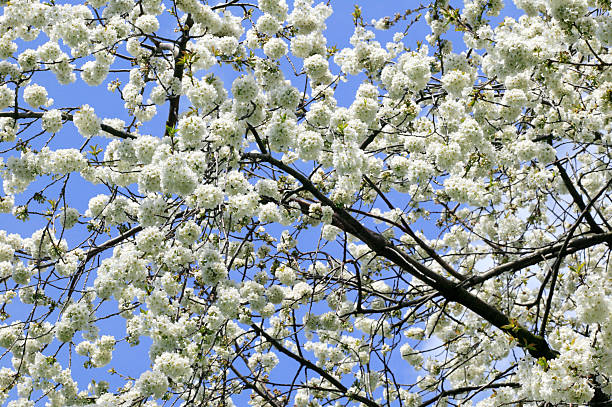 istock Branch Of A Tree In White Spring Blossom 102752209