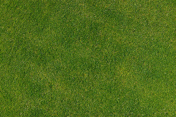 golf-green grass texture close up stock photo