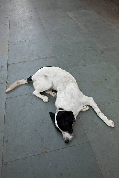 istock Black and White Stray dog in Old Delhi, India 102752461