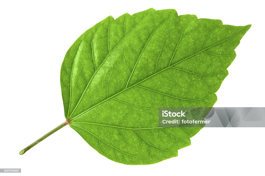 Close-up of a large bright green leaf isolated on white Green leaf of Hibiscus; closeup on white background Close-up Stock Photo
