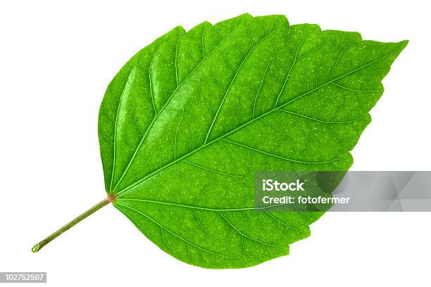 Closeup Of A Large Bright Green Leaf Isolated On White Stock Photo - Download Image Now