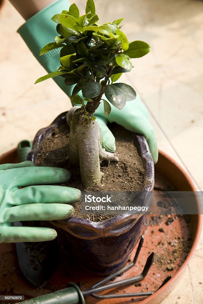 Invasatura impianti - Foto stock royalty-free di Agricoltura