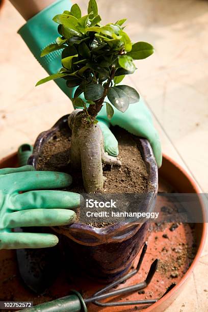 Invasatura Impianti - Fotografie stock e altre immagini di Agricoltura - Agricoltura, Albero, Albero di fico