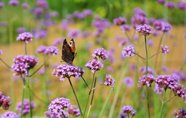 istock Monarch butterfly (danaus plexippus) on a lilac flower. 1027527388