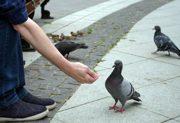 istock Feeding pigeons from hand in a city Park. 1027527462