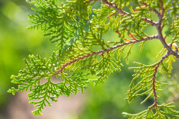 Close up of Orientali Arborvitae on background blurred Close up of Orientali Arborvitae on background blurred chinese arborvitae stock pictures, royalty-free photos & images