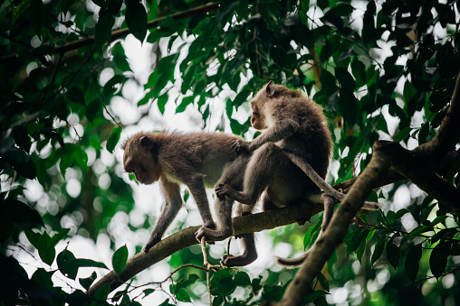 Pair of toque macaque sitting beside the road outside the city called Ella in the Uva Province in Sri Lanka. The toque macaque is a \