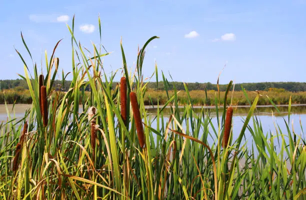 cattail at a pond, close-up, woodland in the background