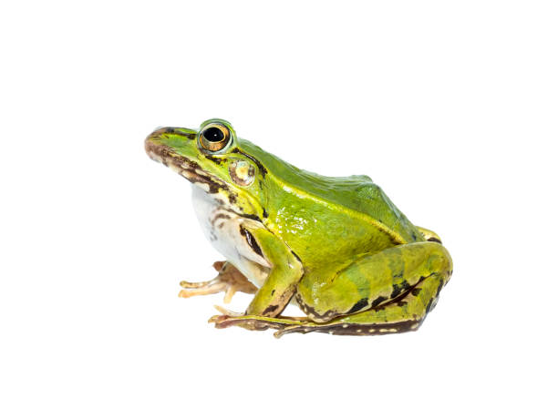 istock Green frog sitting isolated 1027530764