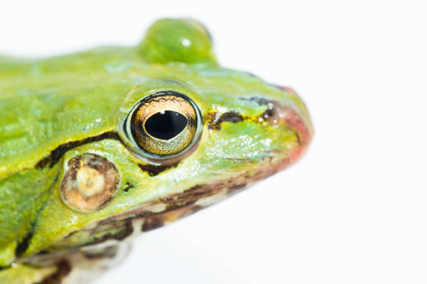 istock Green frog sitting isolated 1027530934