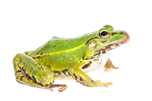 istock Green frog sitting isolated 1027530996