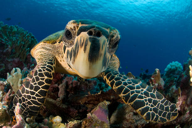 Close-up hawksbill sea turtle underwater by colorful coral closeup of hawksbill turtle face, a good portrait sea turtle stock pictures, royalty-free photos & images