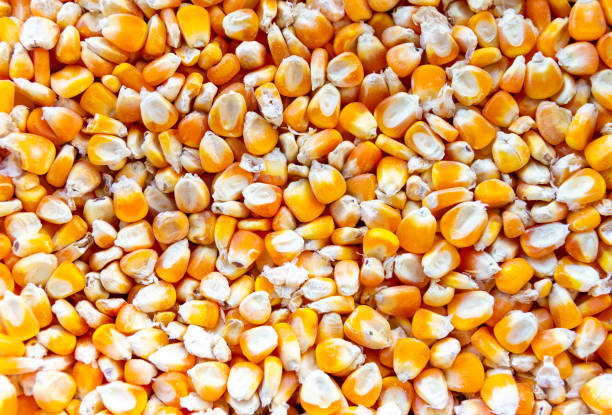 istock close up of corn seeds 1027533104